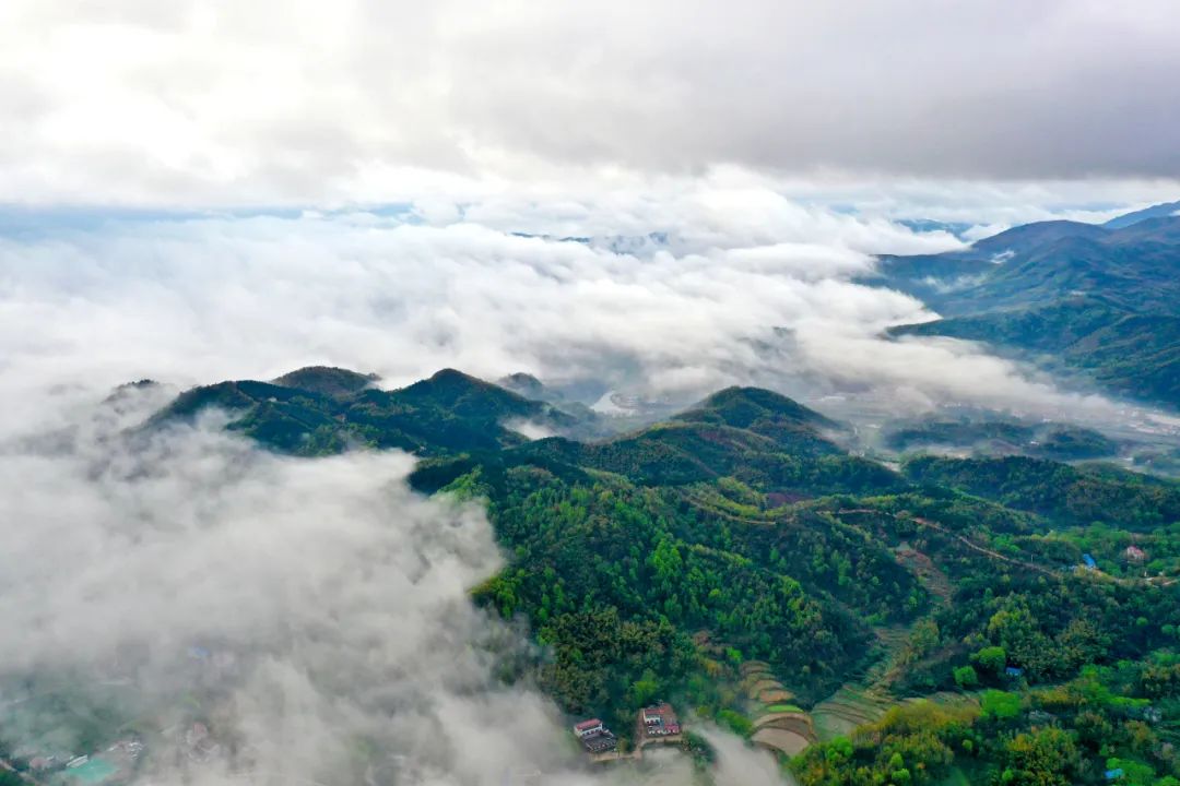 西九華山郁金香花海榮獲《2022云賞春花》“我心中的最美花城”