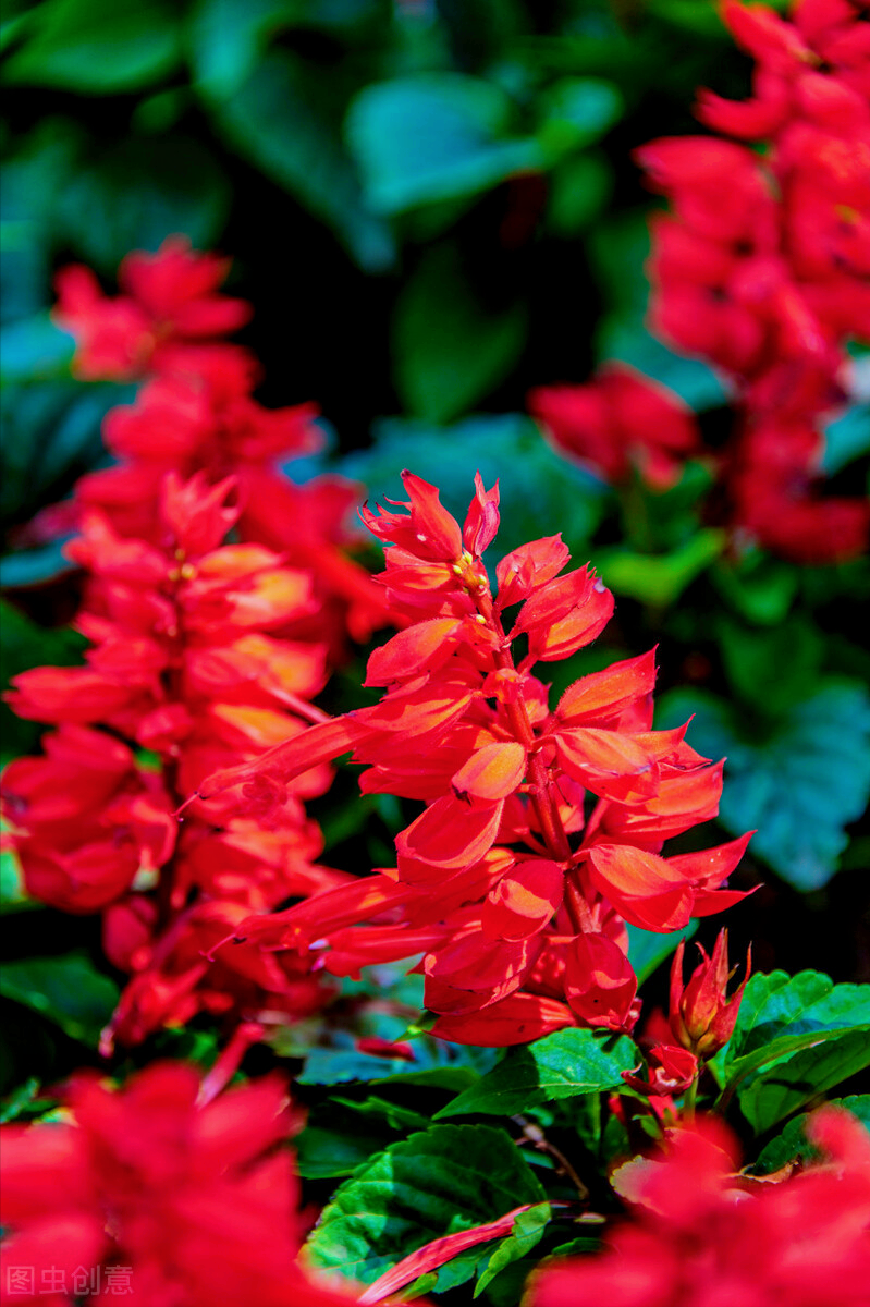 12云实花:【花语】别致,浪漫,美妙.