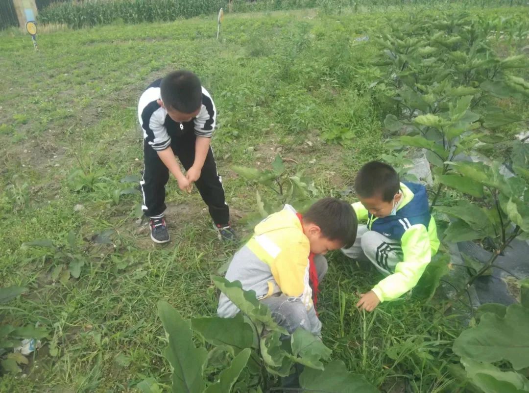 快乐劳动 幸福童年｜记双流区实验小学外国语学校劳动系列课程