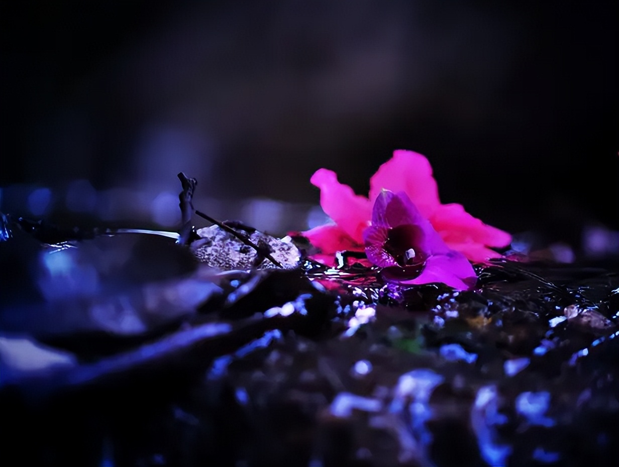 又是花开花落时,在古诗词里静赏花开花落,坐看云卷云舒