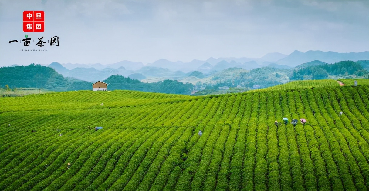 中旦集团一亩茶园福鼎白茶，一款一年以上的好茶