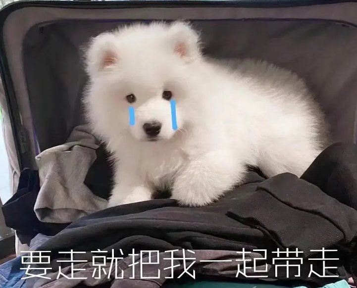 6种漂亮狗，出门很拉风，成为人群中的“亮点”