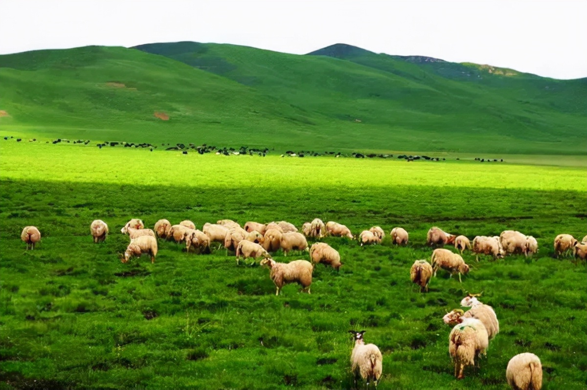 古典诗词品读:天苍苍,野茫茫,风吹草低见牛羊