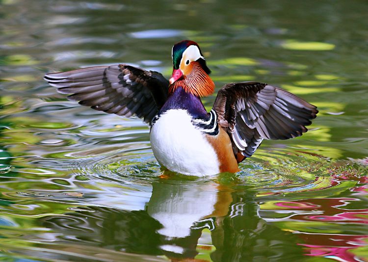 《植物与动物》——阎春光美篇作品欣赏