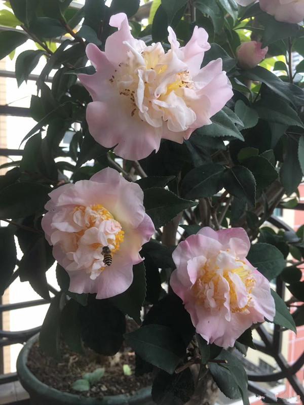 一种以 香 闻名的山茶花 香气沁人心脾 养护简单 性价比还高 天天看点