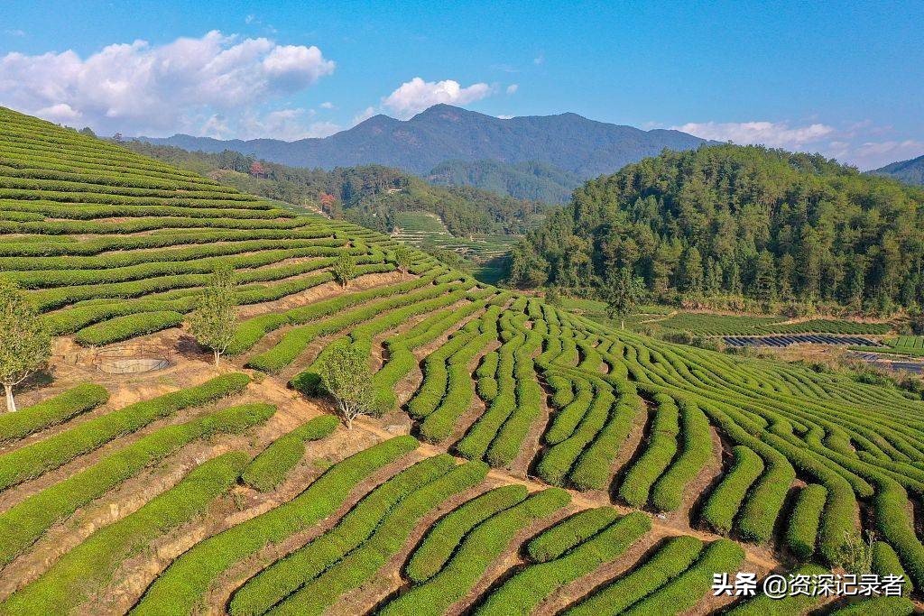 福建武夷山正皇国茶0加盟费0风险模式全国招商