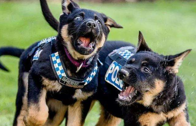 大学神仙专业火了，大三分配一只狗，大四就业不用愁，你心动了吗