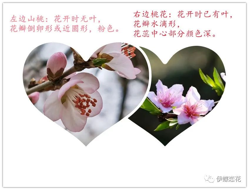 山桃花和桃花有什么区别（教你从四方面区分山桃花和桃花）