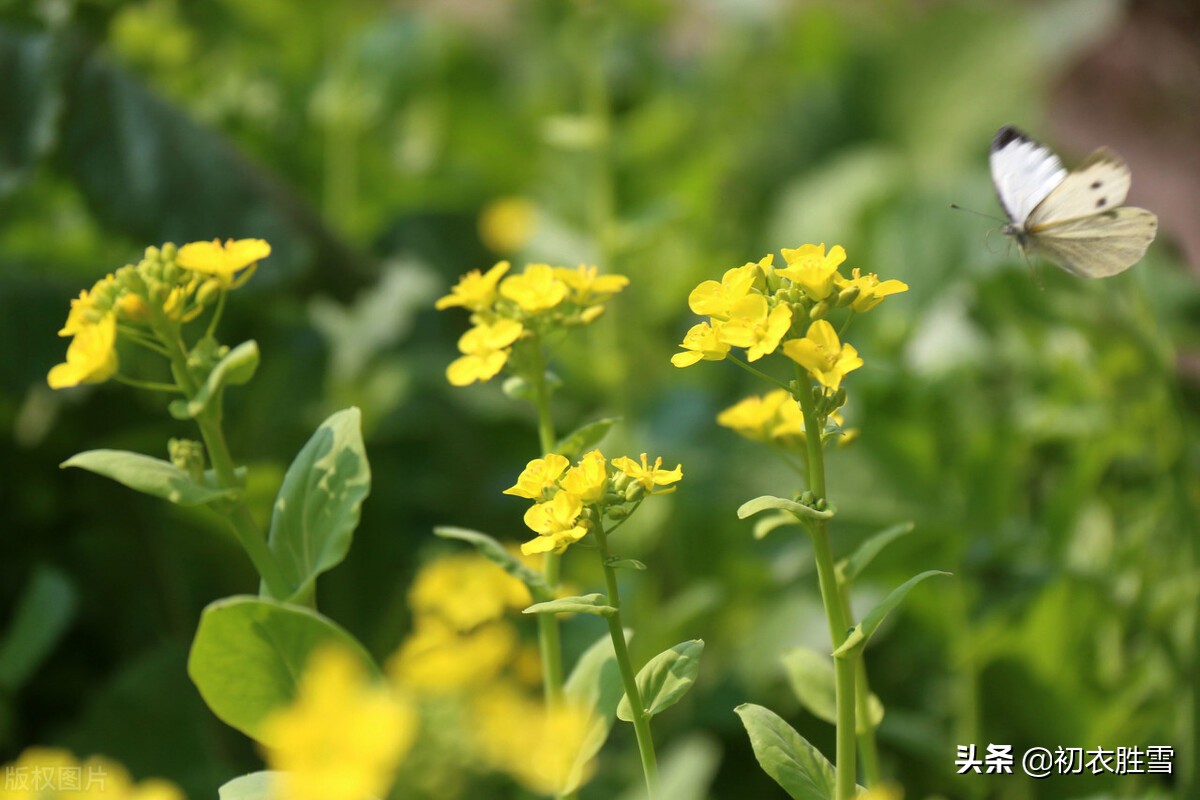 晚春菜花美诗八首：黄蝶似花花似蝶，蝴蝶飞来绕菜花