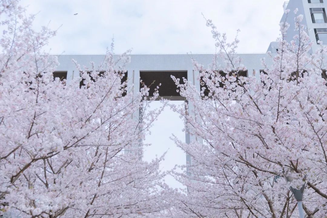 浙大樱雨，许你浪漫春光！每一张都可以做壁纸