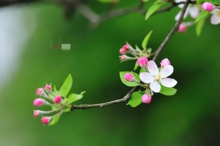 四月春天唯美诗意句子,情感文艺干净高级文案