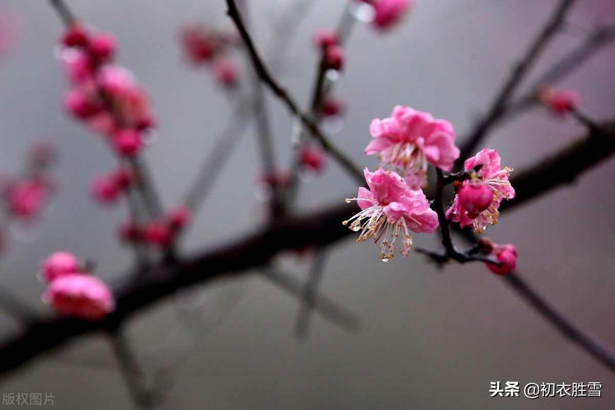 温柔冬雨五首：一阵暗香风送到，梅花窗外雨绵绵