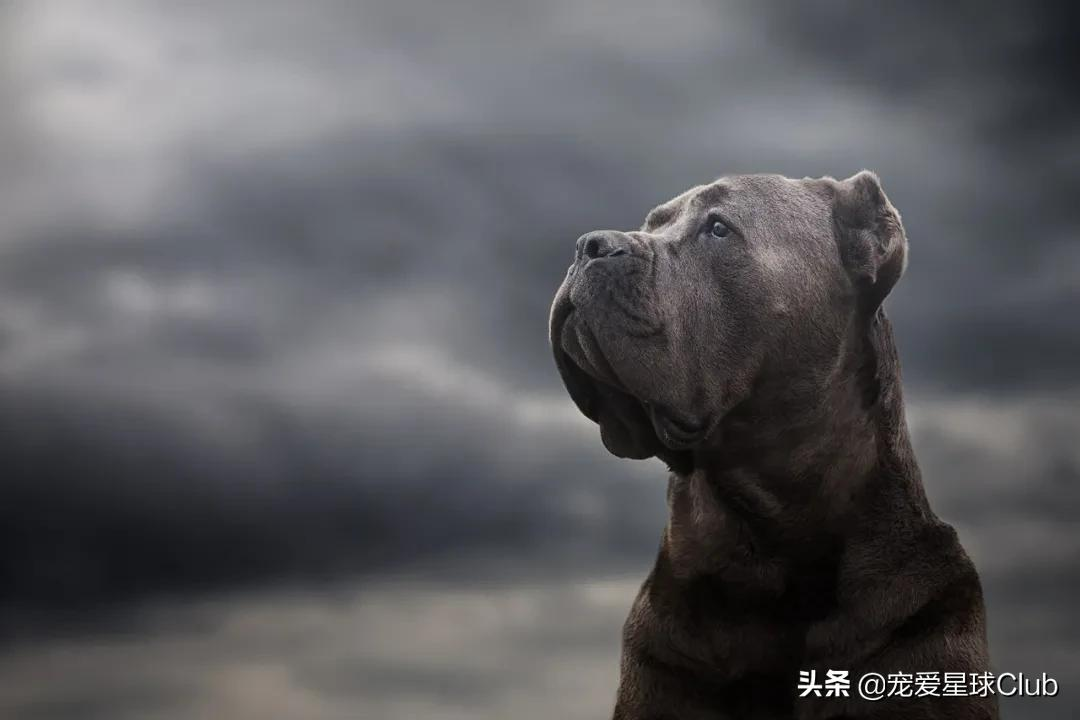 百科 | 卡斯罗，古罗马的农场护卫萌犬