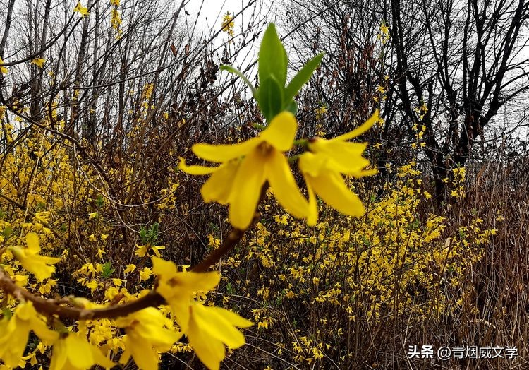 古风诗｜碧波映青山 春光暖人间（10首）