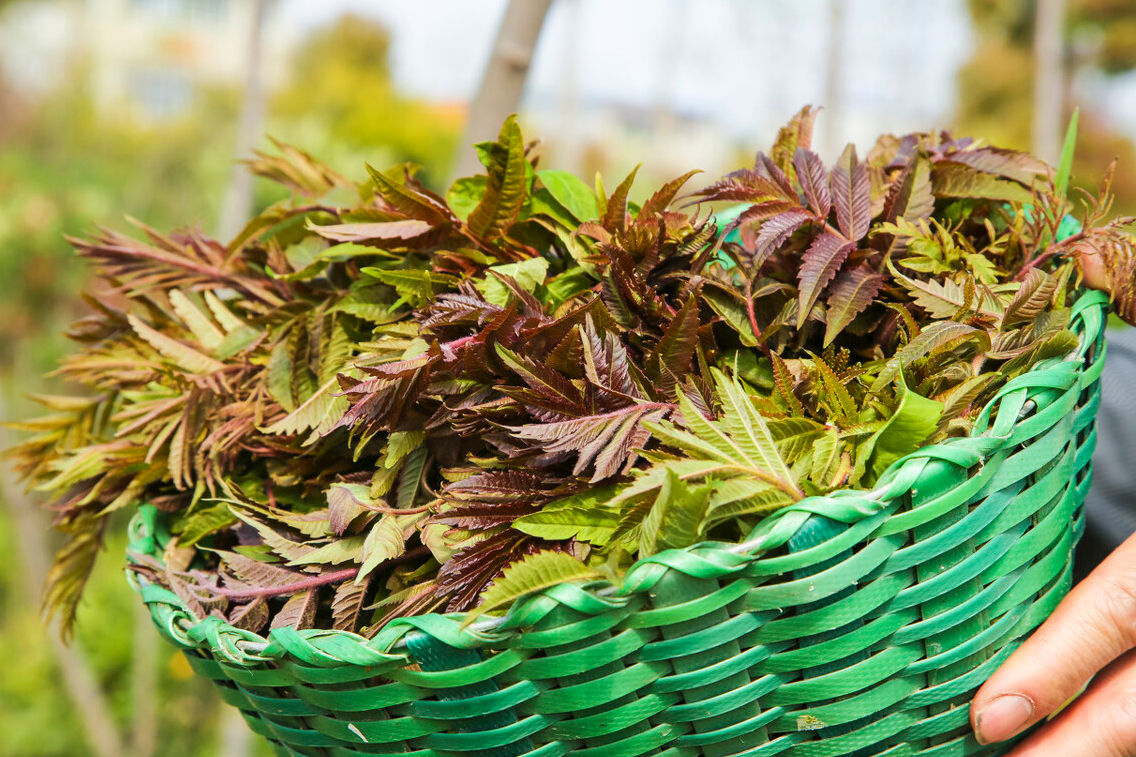 蔬菜保鲜：别直接放冰箱，分享4种蔬菜保鲜法，放一年都不会坏