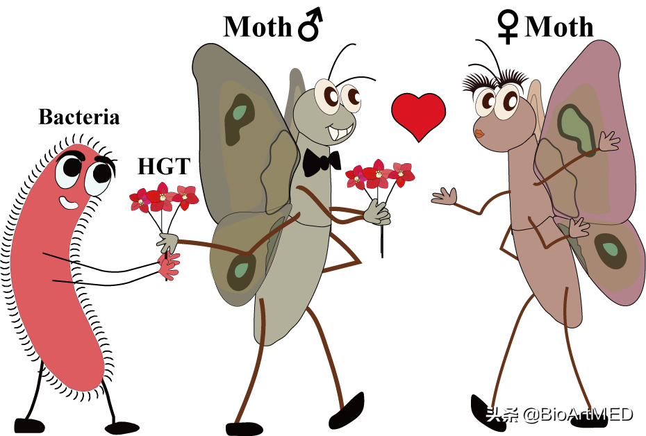 水平转移基因广泛存在昆虫基因组中，并增强雄性昆虫求偶行为