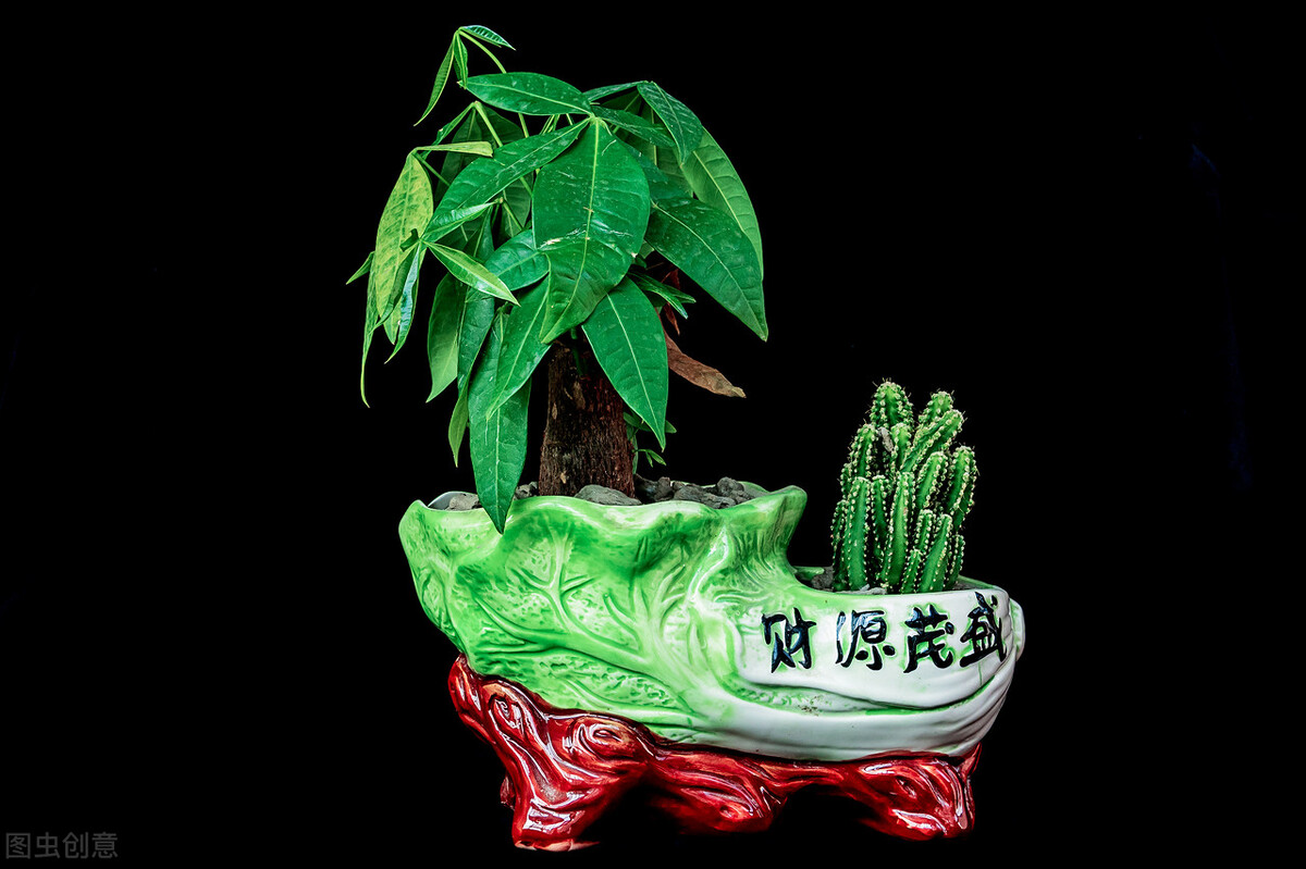 除了发财树和富贵竹，这些也是象征“招财进宝”的幸运植物哦