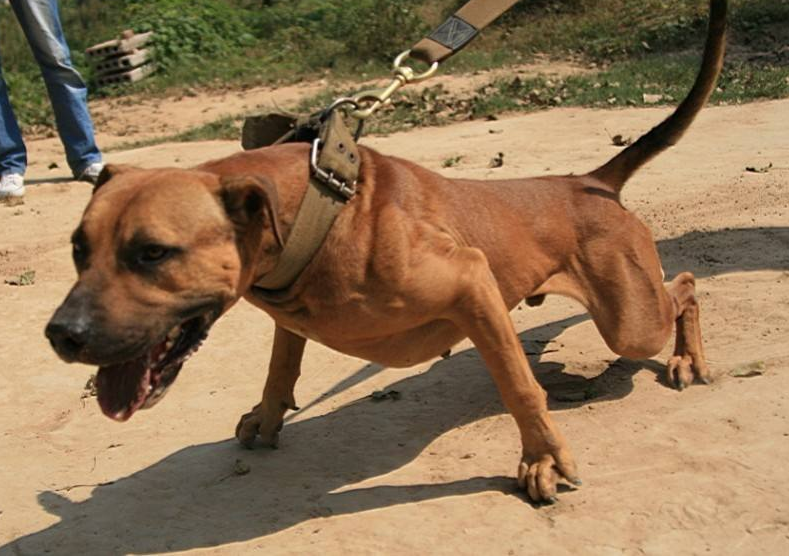 這裡就要說一下比特犬了,在我們印象中,比特犬是肌肉發達,性格兇猛的