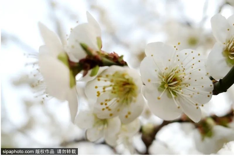 绝美长城赏花攻略，陶醉于漫山花枝疏影之间~