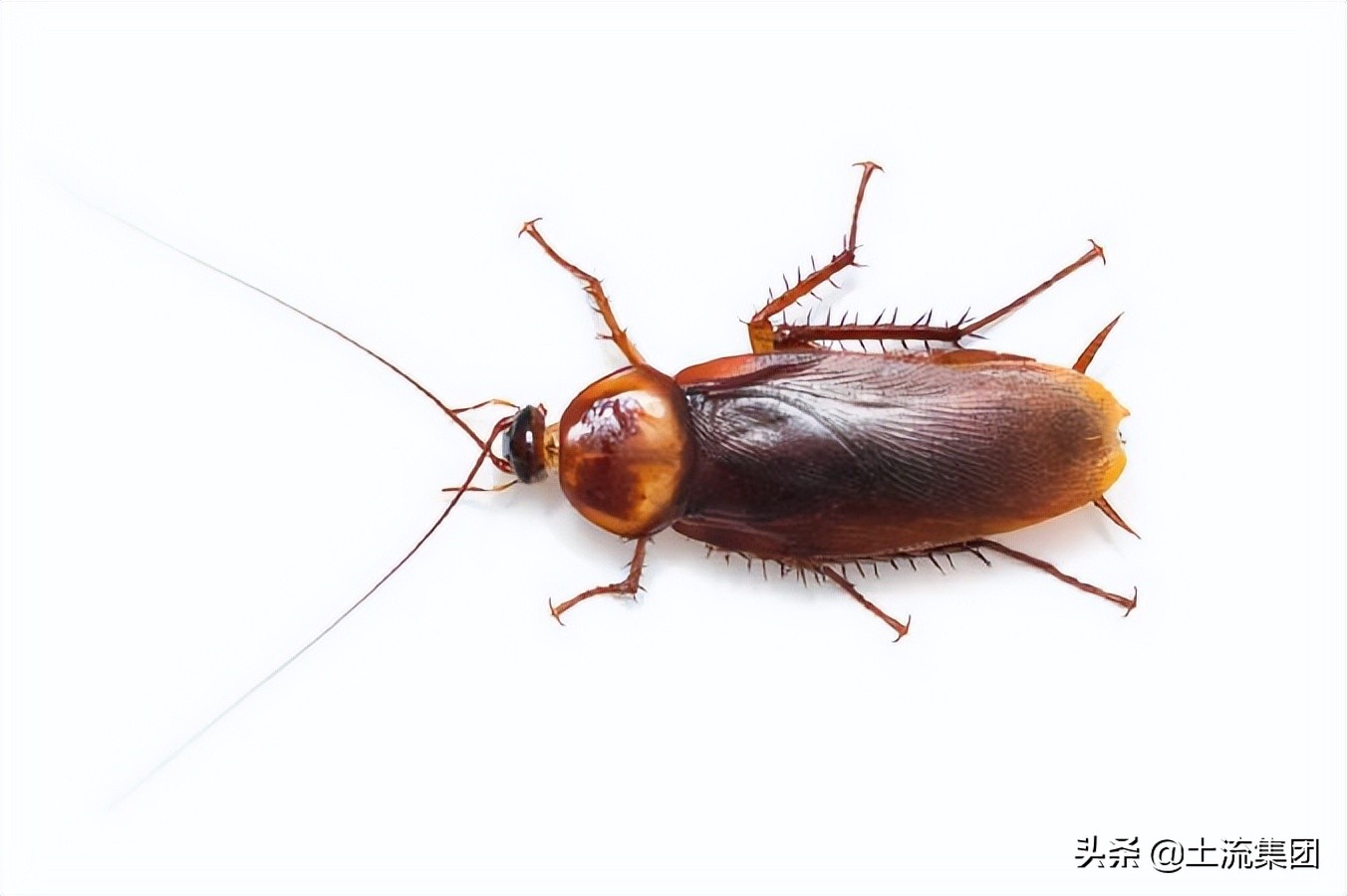 如何避免蟑螂晚上爬床，蟑螂最怕三种克星是什么？