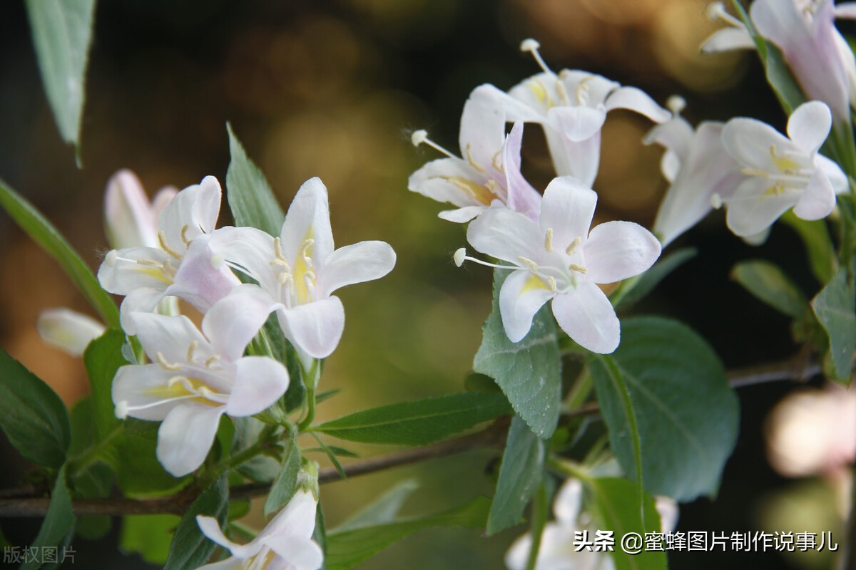 静享这春暖花开，百花争艳的美好时光