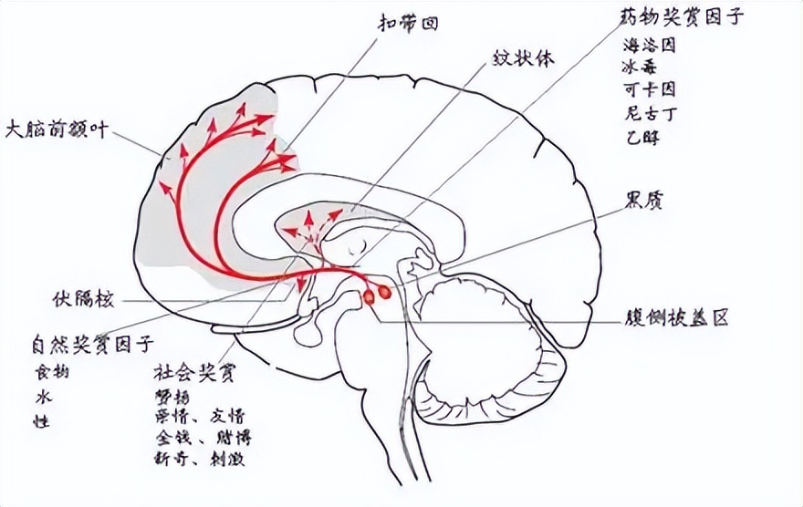 北平谭思 | 从脑科学视角看：什么是好的品牌体验？