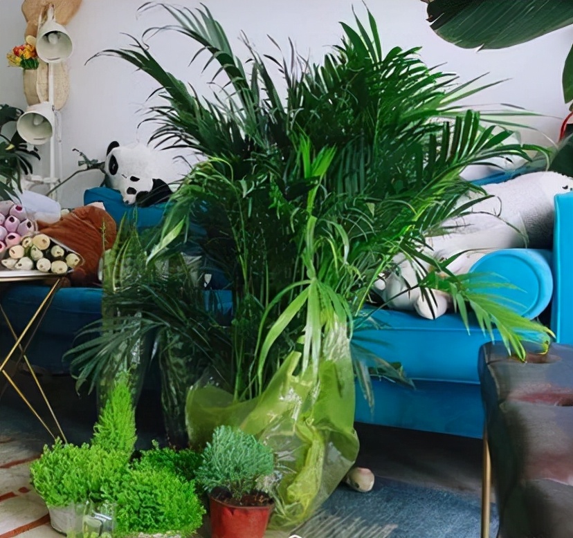 全网最火的12种高颜值绿植，杀手or圣手，就看这篇了