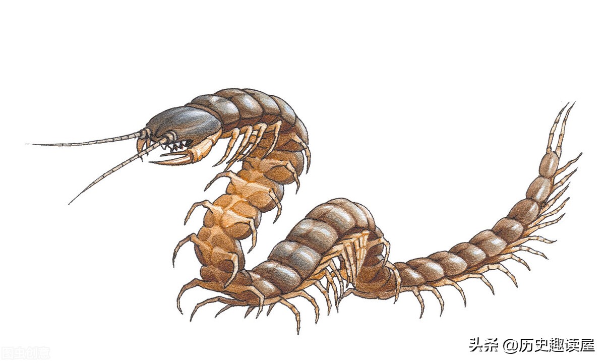 为什么不能踩死蜈蚣(关于蜈蚣不能杀死的故事)-图4