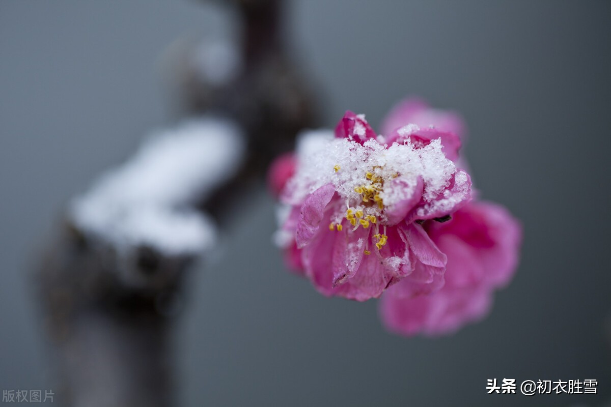 冰雪梅花六首赏读:任意东风染红紫,自留冰雪腊前香梅花诗词数不胜数