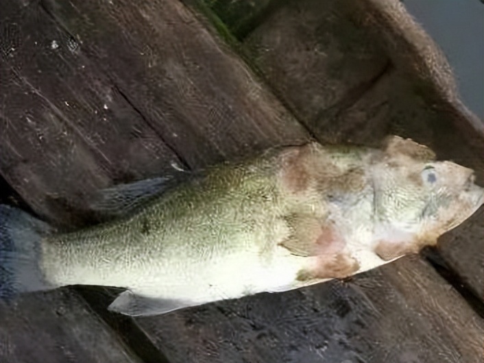 的过程中,一旦感染水霉病之后,菌丝呈放射状,最终导致出现死亡现象