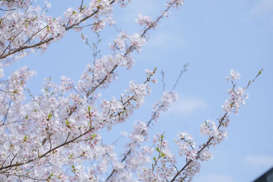 浙大樱雨，许你浪漫春光！每一张都可以做壁纸