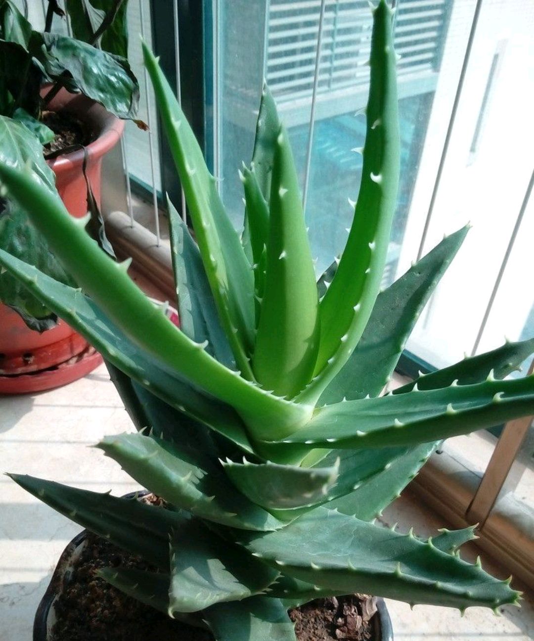 中国芦荟的功效和作用(养上一盆芦荟好看好养好处多)