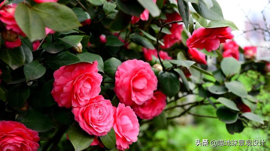 私家庭院景观设计：适合南京、合肥一带种植的常绿灌木