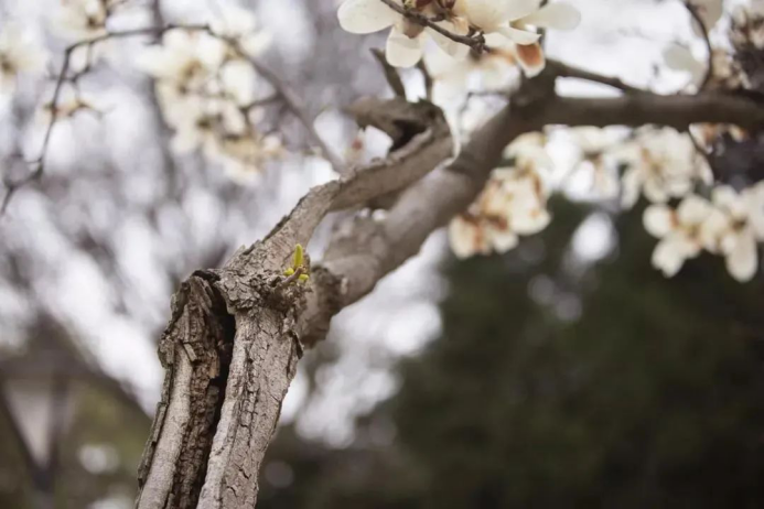 高校校花(高清大图来袭！湖北高校“最美校花”新鲜出炉！颜值超高，惊艳众人！)