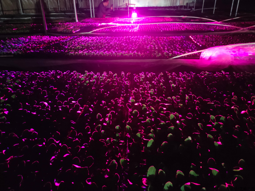 国外小伙造激光机器人1小时除草10万株，地毯式“轰炸”，AI识别