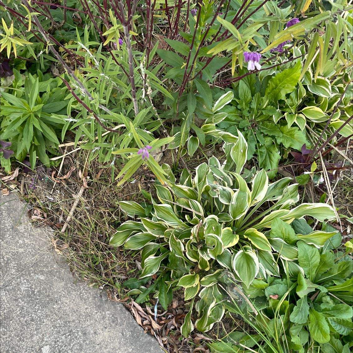 玉簪花的養殖方法(寒冰美人冬天裡最美的植物)