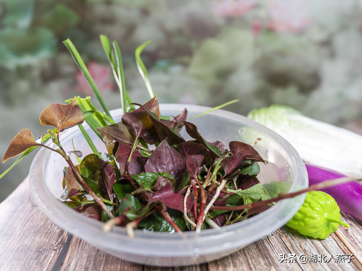 野菜的种类和做法（带你见识不同的野菜和吃法） 11