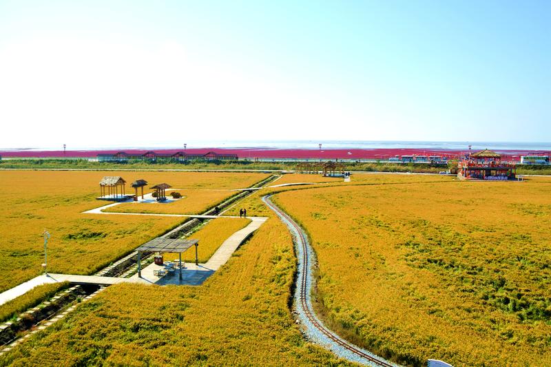 去一个叫：辽宁盘锦的地方