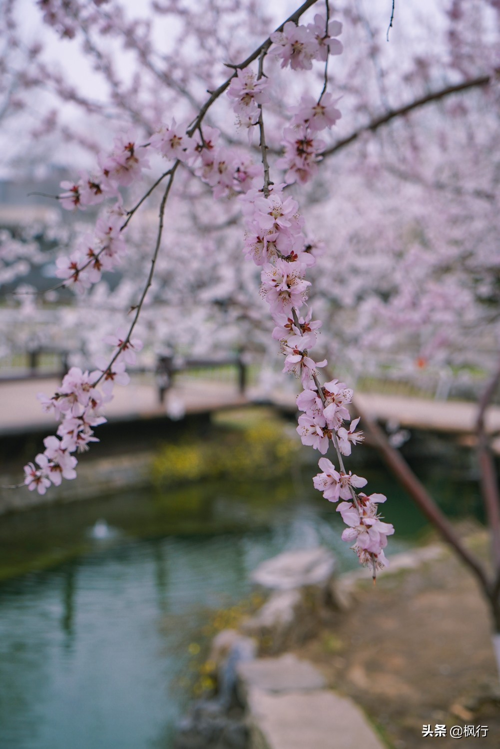 一夜之間，北京前門這個小公園，因為絕美桃花出瞭名；附拍攝攻略