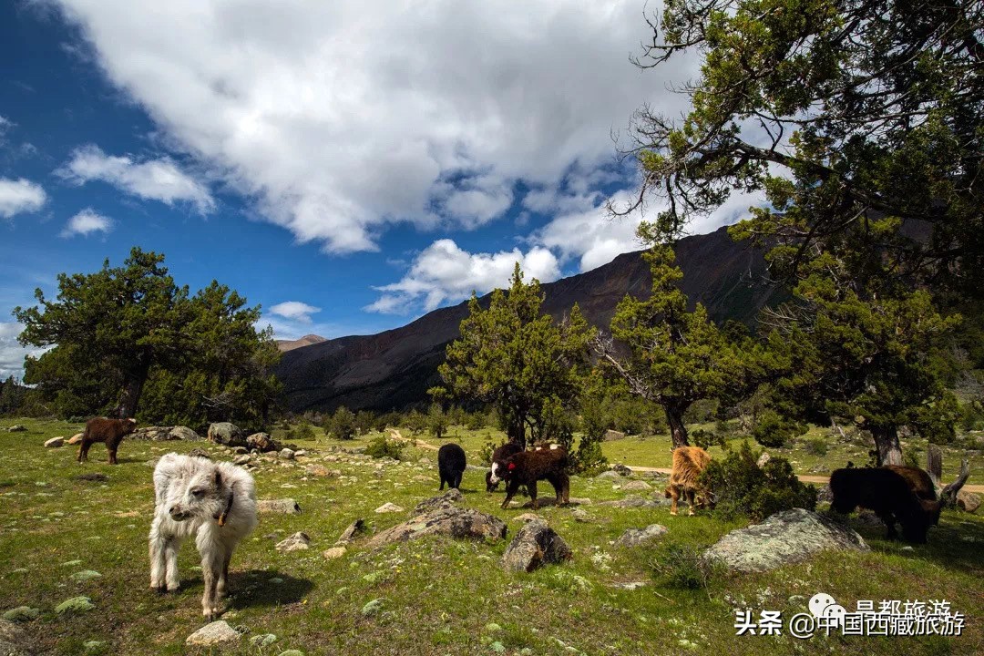 西藏這麼大,旅遊性價比最高的還是這4個地方!