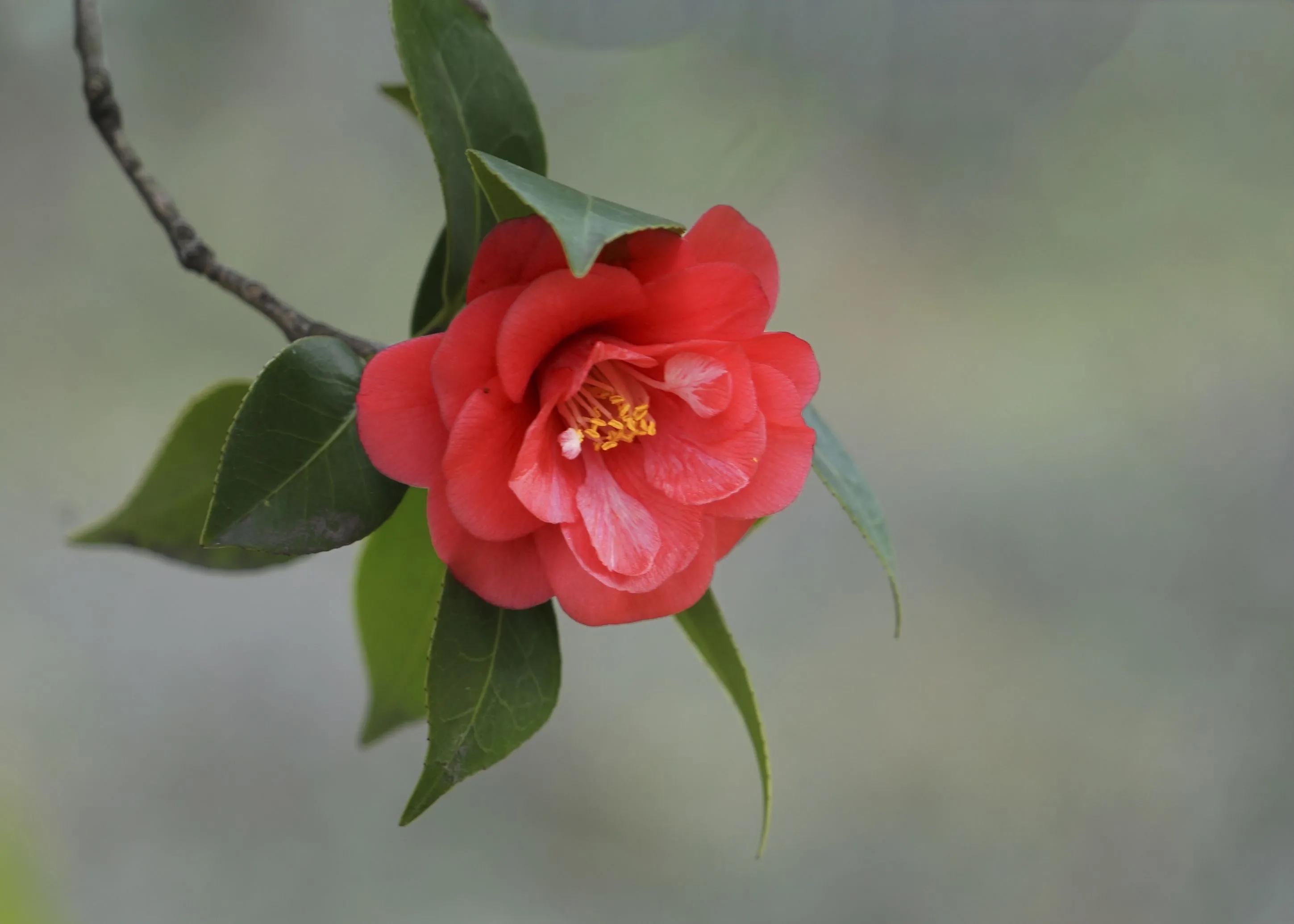 来凤山的茶花(散文)