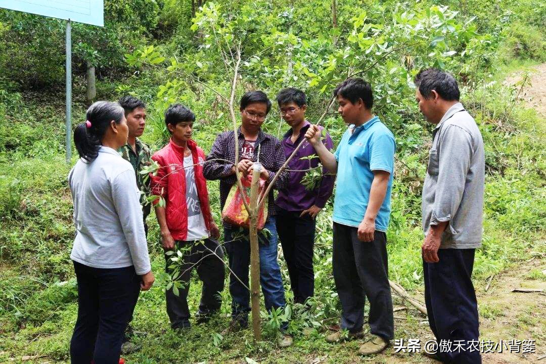 嫁接树的最佳时间是几月份（果树最细嫁接方法分享教学）