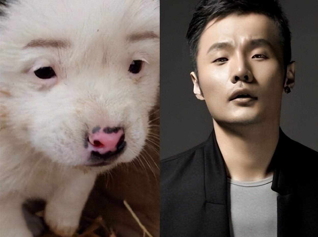 盘点跟狗“撞脸”的明星，网友：刘昊然跟柴犬，简直一模一样