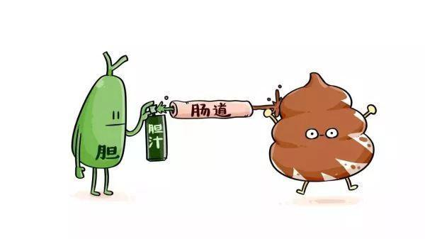 胆囊并非可有可无，切除后对身体有哪些影响？医生一文解释清楚