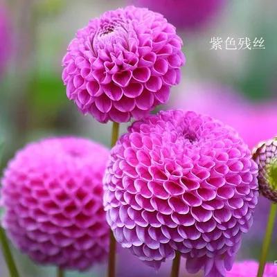花朵美图｜温柔甜美的初吻、大丽花、耧斗菜花朵合集160张