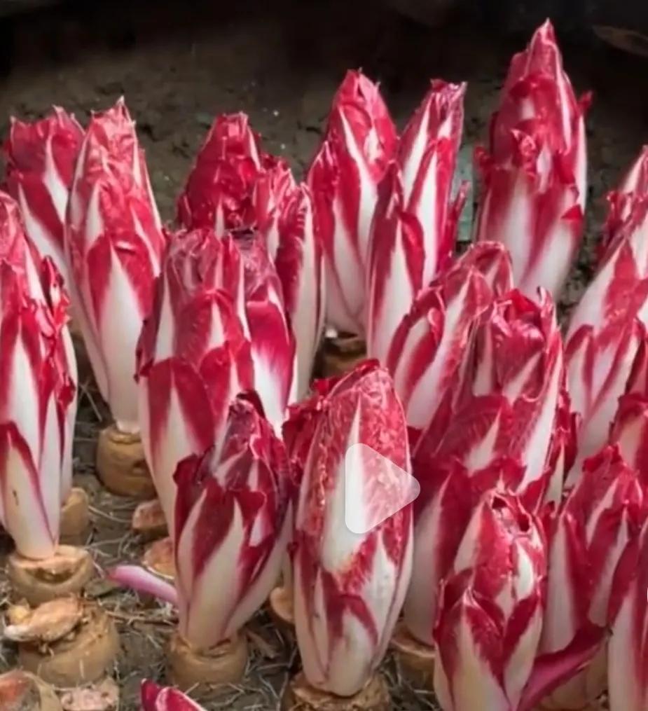 非常少见的新型蔬菜——紫玉兰菜,到底有什么优点?