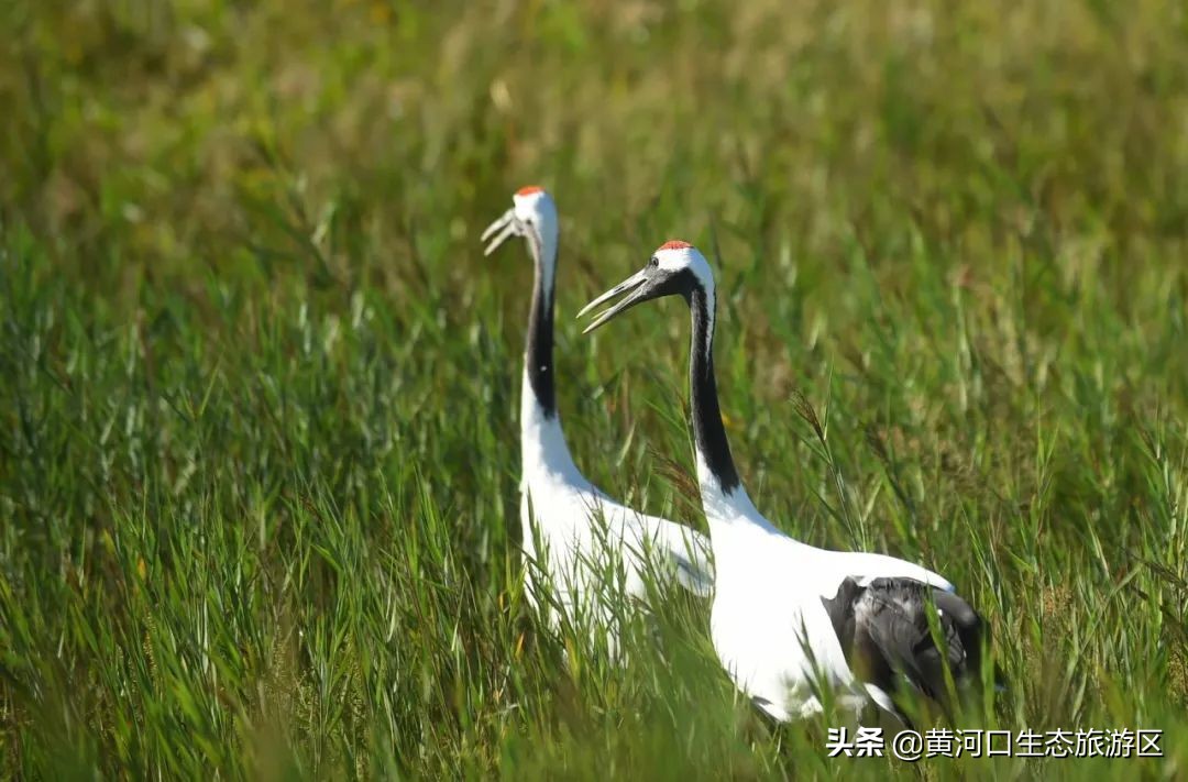 【黄河口生态旅游区】缤纷暑期 这里让你嗨个够！