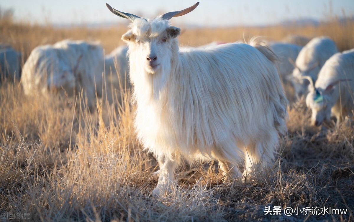 深埋心底的童年记忆 牧羊之乐