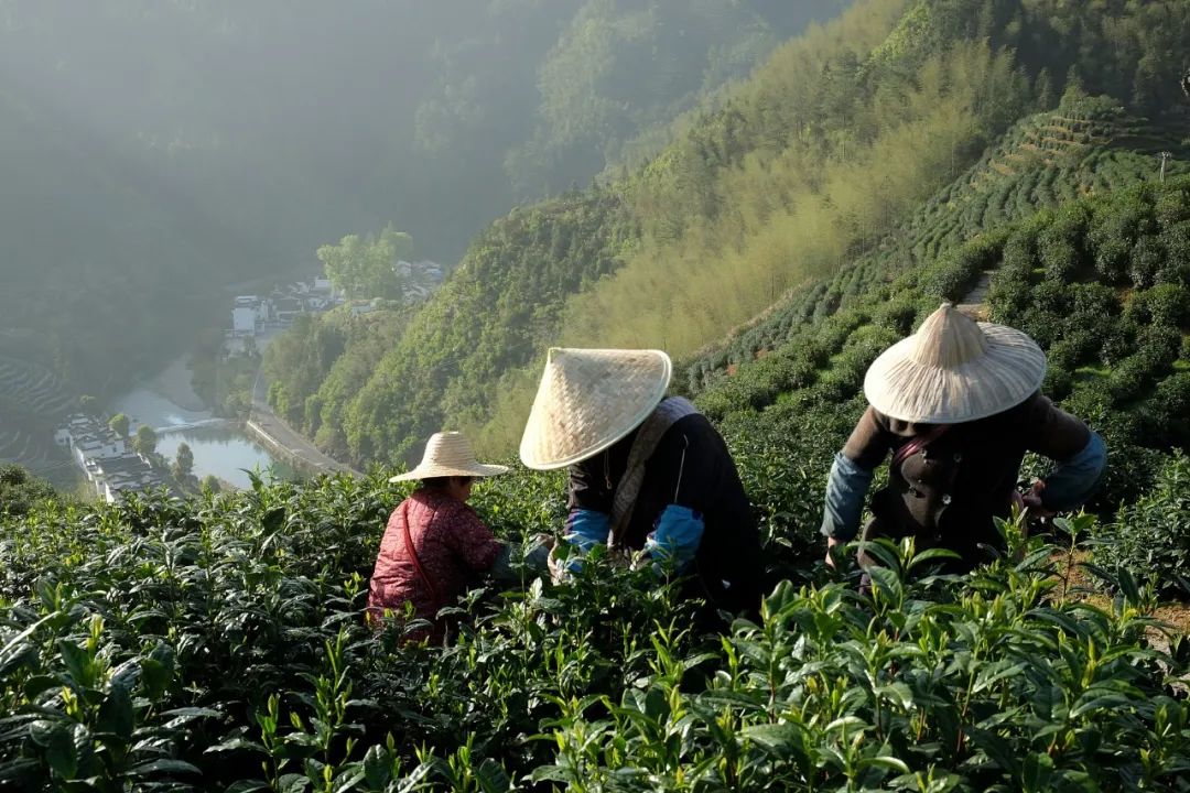 黄山旅游业再遭重创：挣不到钱女友分手，40岁导游被疫情“打懵”