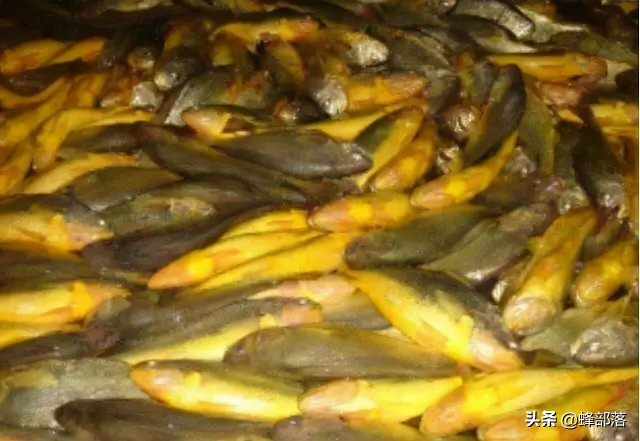 野生黄鱼价格被刷新，新鱼面世价格破9000元每斤，未来投资方向？